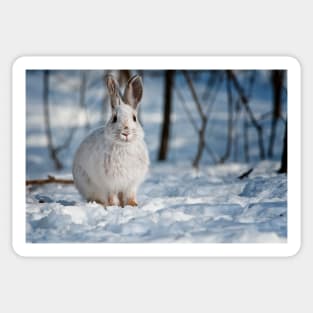 Snow Shoe Hare Sticker